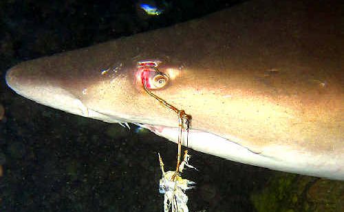 Hooked: The State Government has been swayed by images like this, taken by divers off Fish Rock this year. Hooked: The State Government has been swayed by images like this, taken by divers off Fish Rock this year.